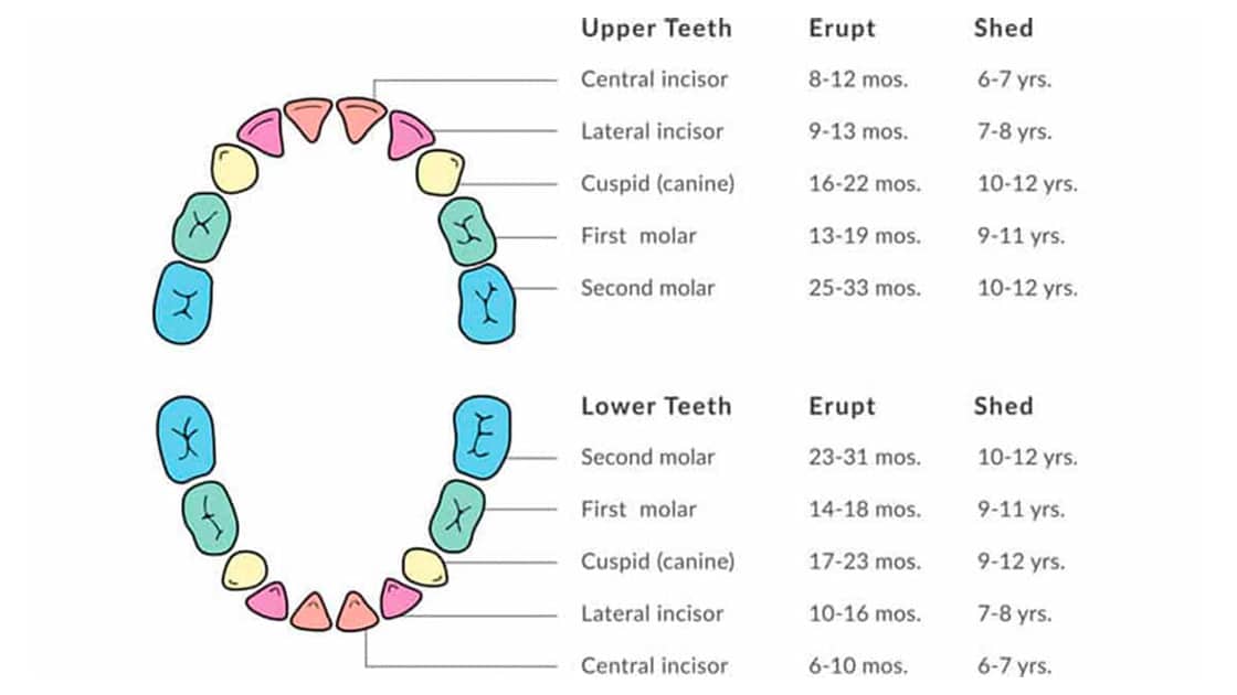 Tooth Eruption & Shedding Chart